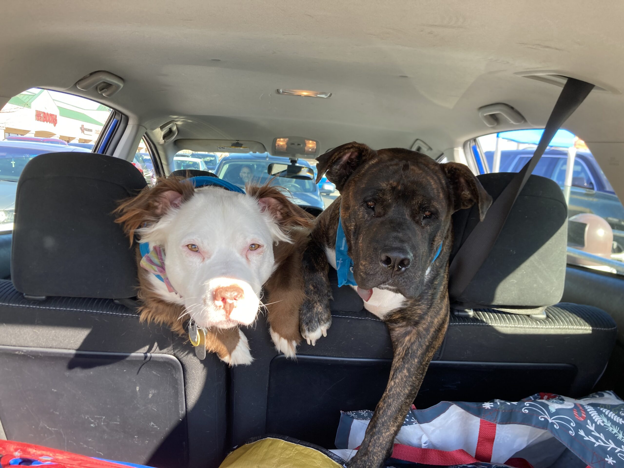 Two dogs in the back seat of a car, a white dog with a pink nose and a brindle-coated dog looking at the camera.