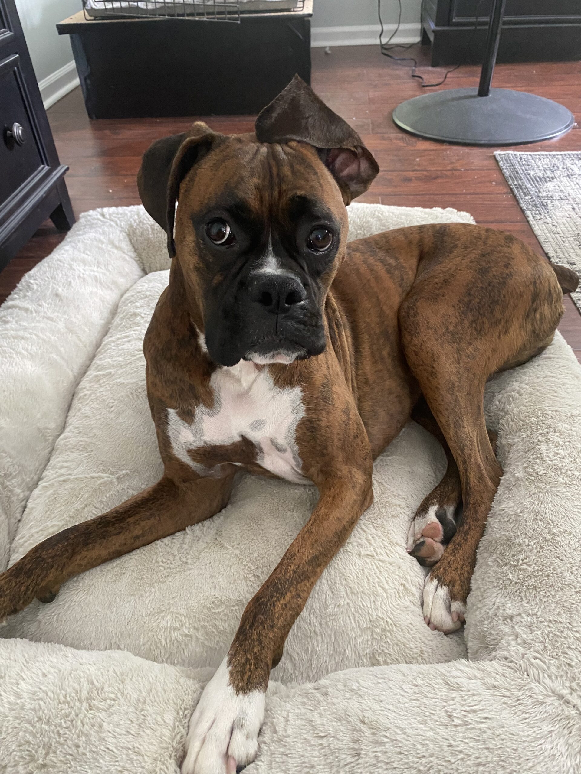 Brindle boxer dog resting on a soft beige dog bed indoors, looking at the camera with soulful eyes." (concise)