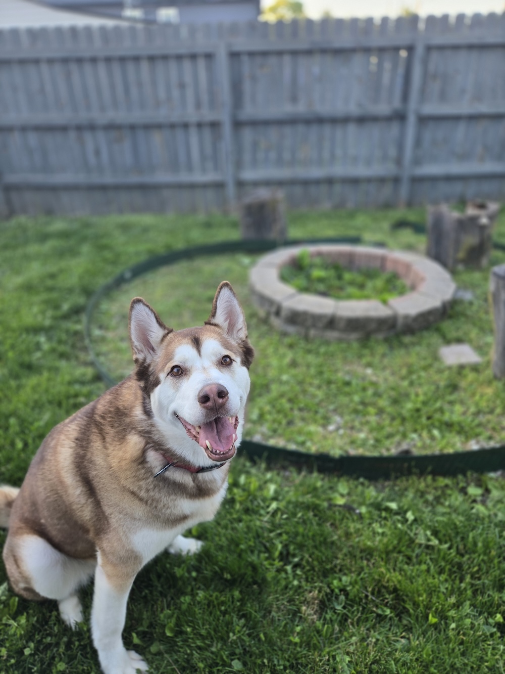 Happy brown-and-white dog sitting on the grass in a backyard with a circular brick garden bed and wooden fence.